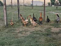 Chickens — الصورة 3