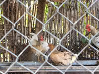 Chickens — photo 3