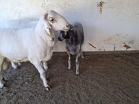 Bélier, Moutons — photo 7
