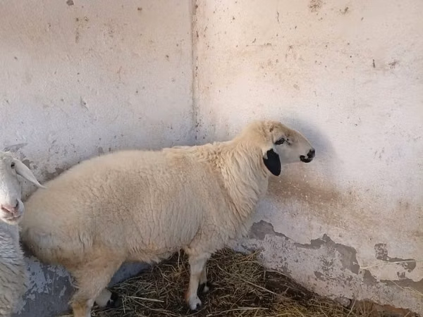 Ram, Sheep