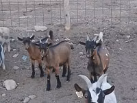Kozioł, Pomellata goat — zdjęcie 2