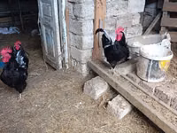 Chickens — foto 1
