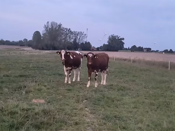 Sigir, Simmental cattle