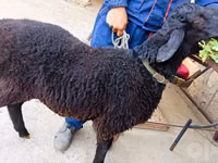 Қошқар, Hissar sheep — 2-сурет