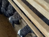母羊, Sheep — 照片 2