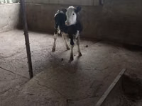 सांड, Russian Black pied cattle — फ़ोटो 1