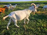 Echki, Saanen goat — 1-rasm