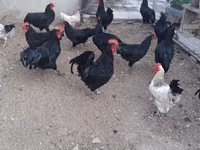 Chickens — ფოტო 3