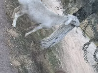 பெண் ஆடு, Dorper sheep — புகைப்படம் 4