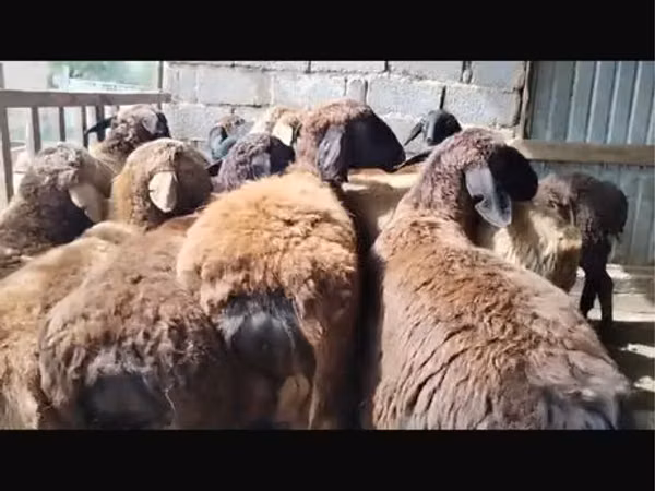 ஆண் ஆடு, ஆடுகள்