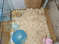 Ağ rəngli xırda hamster və komplekt ləvazimatları Paket tərkibi: - — Foto 3