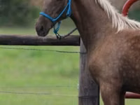 Cheval, Black Sea breed — photo 4