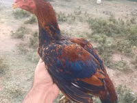 Chickens — الصورة 1
