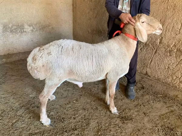 Carneiro, Arashan sheep