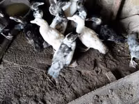 Ducks — foto 2