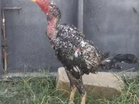 Chickens — zdjęcie 3
