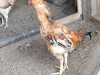 Chickens — foto 5
