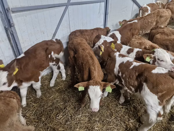 Rinder (Partie, Geschlecht nicht angegeben), Simmental cattle