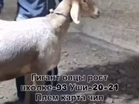 Baran, Owce — zdjęcie 7