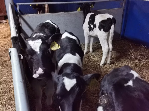 ثور, Russian Black pied cattle