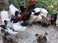 Chickens — foto 1