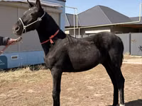 Caballo, Arabian horse — foto 6
