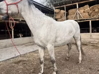 Jument, Tersk horse — photo 2