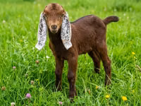 Kozioł, Kamori goats — zdjęcie 2