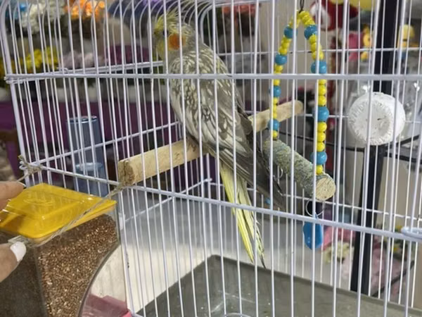 Sultan papuqayı (cockatiel) üçün qəfəs komplekti. Ağ rəngli metal