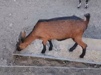 Keçi, Alpine goat — foto 4