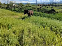 Aygʻir, American shetland pony — 5-rasm