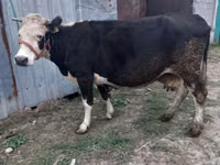 Vaca, Russian Black pied cattle — foto 1
