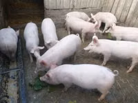 猪（批次，未指定性别）, Pigs — 照片 2