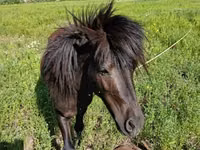 Aygʻir, American shetland pony — 2-rasm