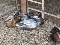 Chickens — ფოტო 6