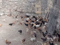 Chickens — फ़ोटो 8