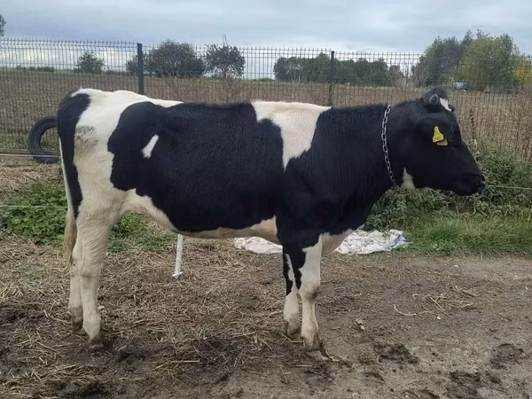 İnek, Russian Black pied cattle