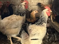 Chickens — foto 2