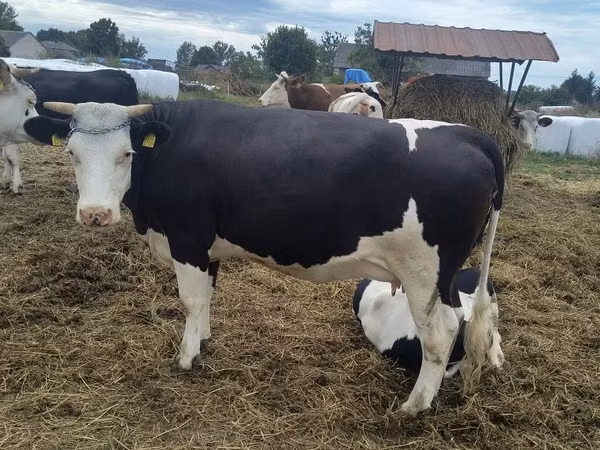 İnek, Holstein ırkı