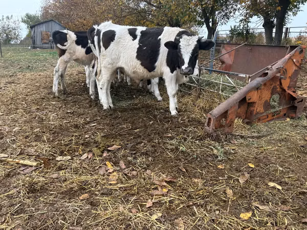 ثور, Russian Black pied cattle