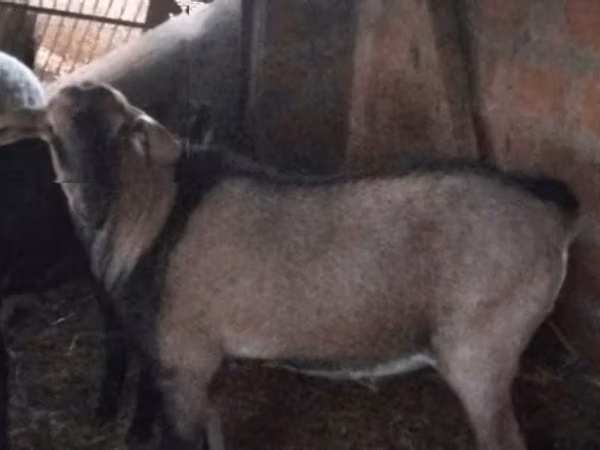 თხა, Nubian Goat