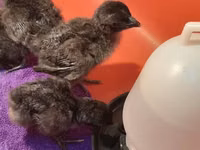 Chickens — foto 5