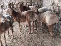 Bélier, Arashan sheep — photo 4