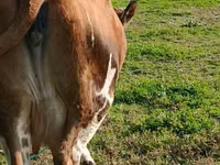 பசு, Simmental cattle — புகைப்படம் 5