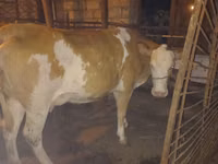 ძროხა, Simmental cattle — ფოტო 1