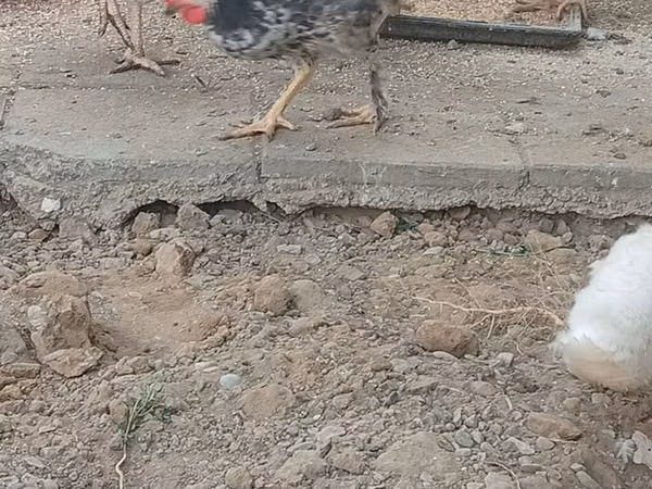 Chickens
