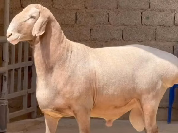 Bélier, Moutons