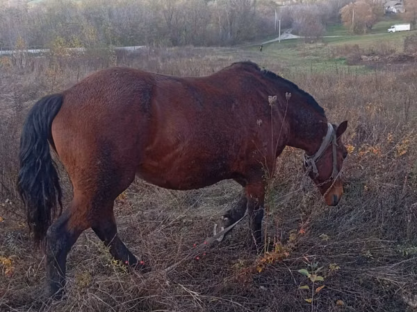 Mare, Horses