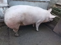 Sow, Pigs — photo 3