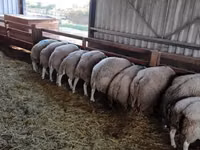 Carneiro, Beltex sheep — foto 1